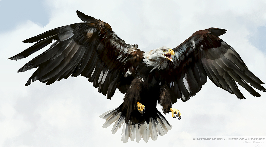 1050x582 Bald Eagle Study By Lindseywart