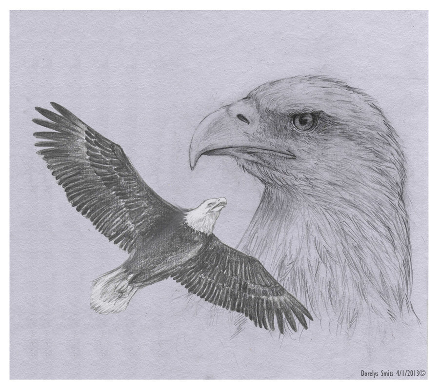 900x800 Eagles Traditional Drawing By Adorisarts