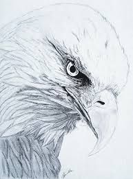 193x261 Image Result For Eagle Drawings Eagles Drawings