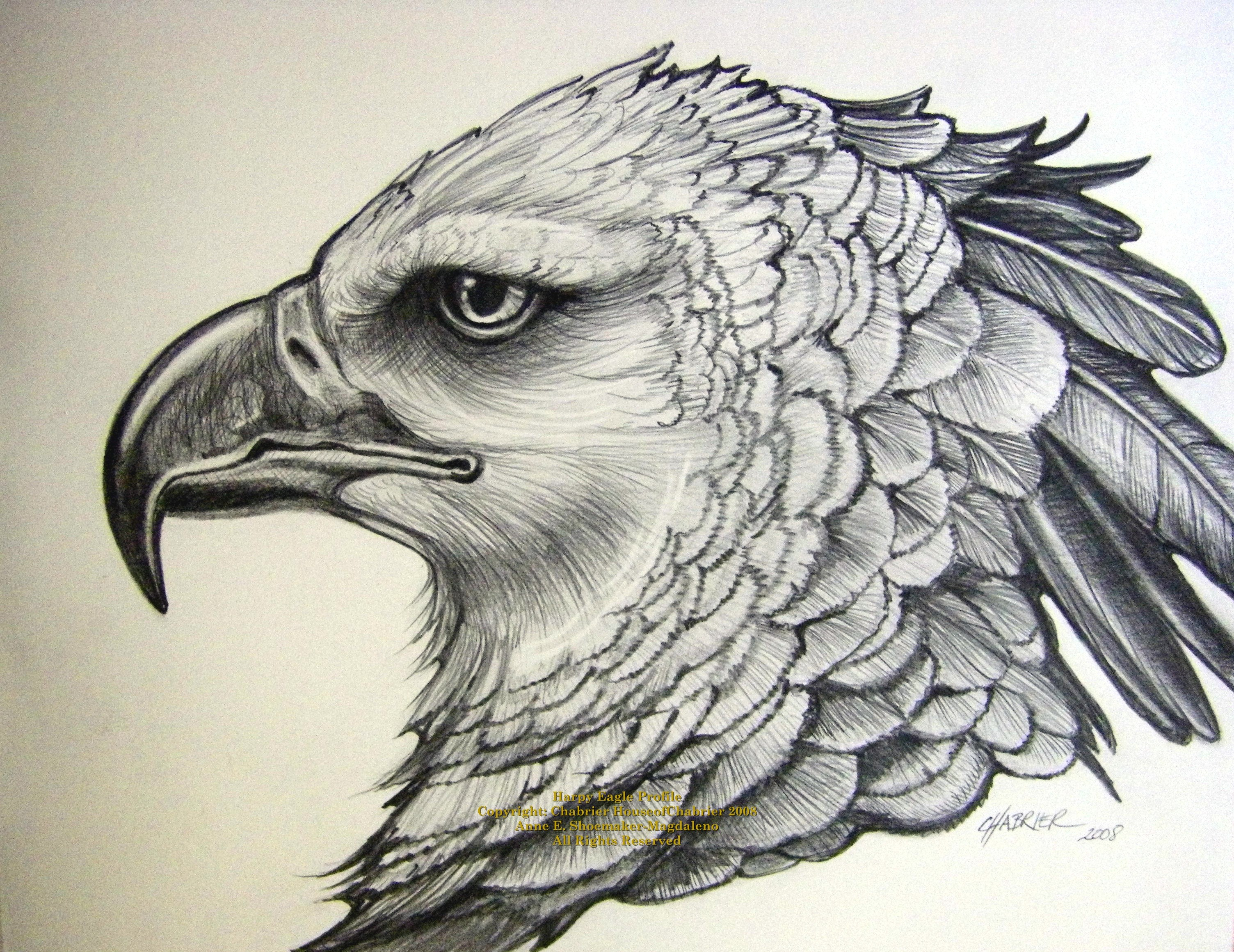 3008x2320 Pencil Sketches Of Eagles Drawing Pages Category For Modern Eagle
