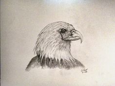 236x177 Pencil Drawings Of Eagles Eagles Httphawaiidermatology