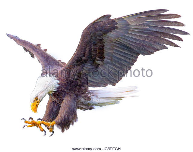 640x506 Bald Eagle Flying Cut Out Stock Images Amp Pictures
