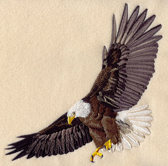 Albums 97+ Pictures Bald Eagle Pictures To Draw Superb