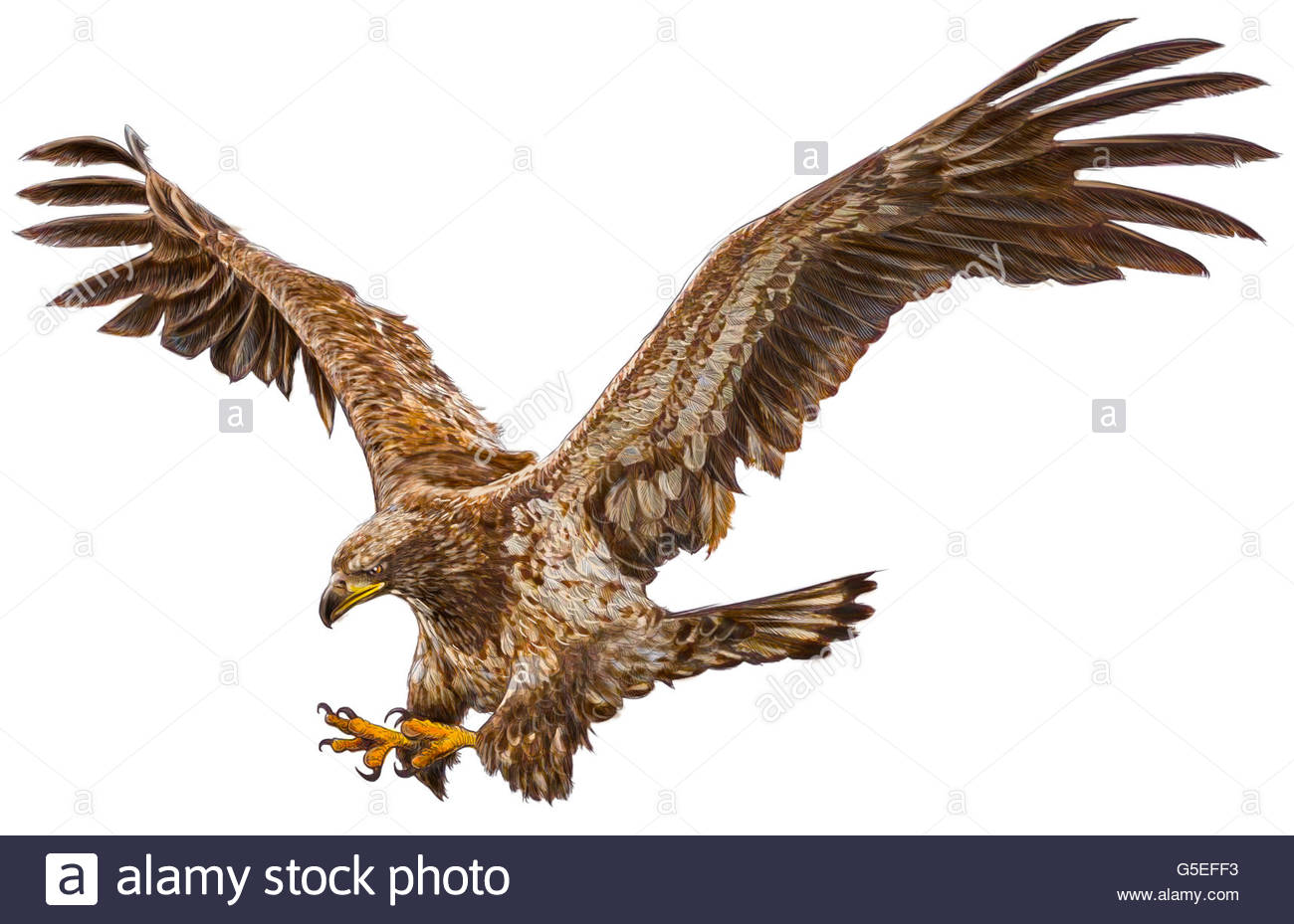 1300x929 Animal, Wildlife, Bird, Bale Eagle, American Eagle, Isolated Stock