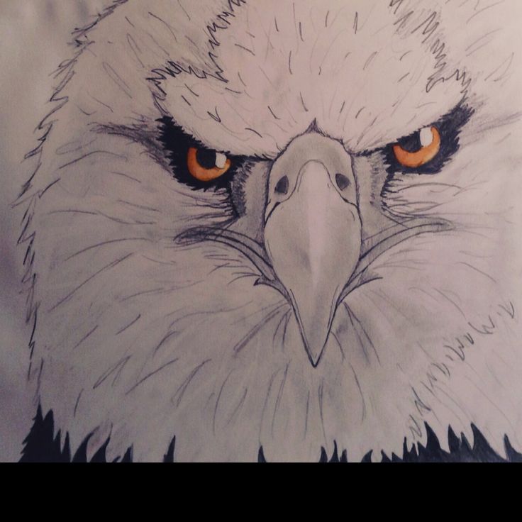 736x736 14 Best Images About Drawing On Wolves, We And Davy Jones