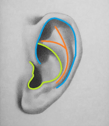 381x440 How To Draw An Ear 5 Easy Steps Rapidfireart