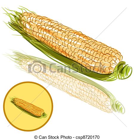 450x470 An Image Of A Ear Of Corn. Vector Clipart
