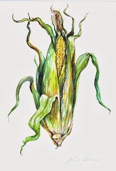 236x347 Ear Corn Illustrations And Clipart. 365 Ear Corn Royalty Free