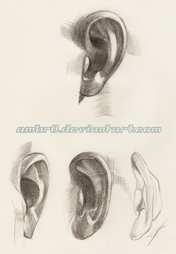 600x863 15 Best Ears Drawing Images On Ears, Ear And Faces