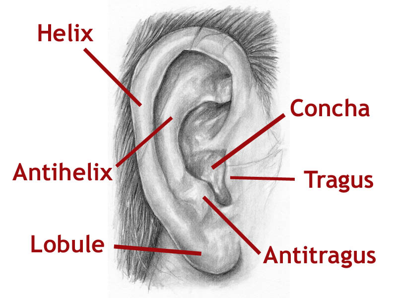 800x600 Listen Up To Learn How To Draw Ears Let's Draw People