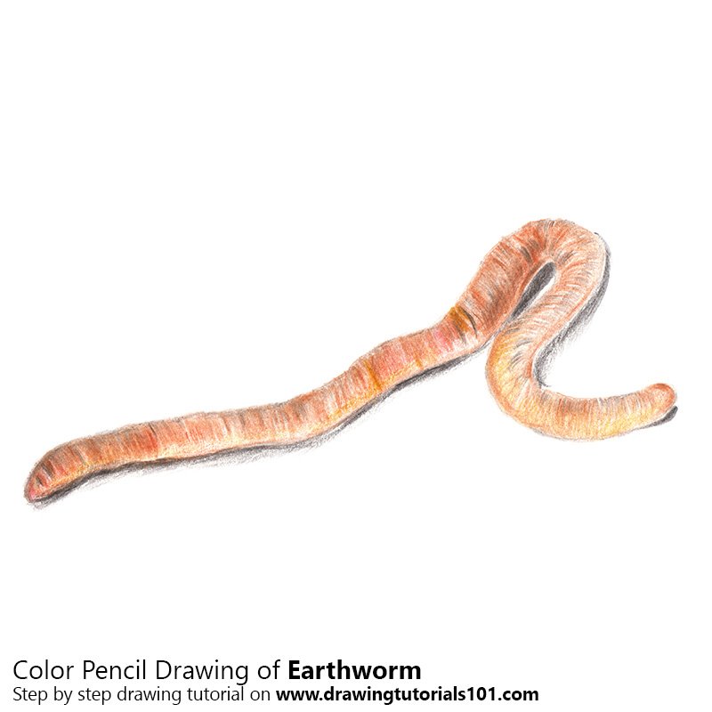 800x800 Earthworm Colored Pencils