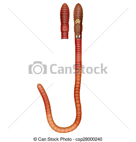 450x470 Earthworm Intersection. An Earthworm Is A Tube Shaped, Drawing