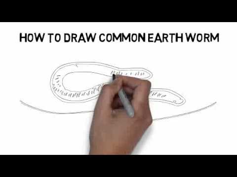 480x360 How To Draw Common Earth Worm Quickly And Easily