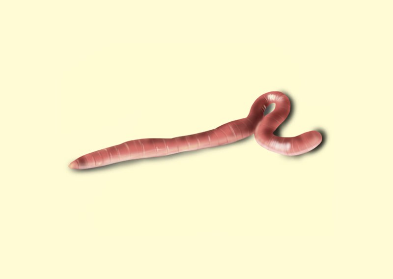 800x568 Learn How To Draw An Earthworm (Worms) Step By Step Drawing