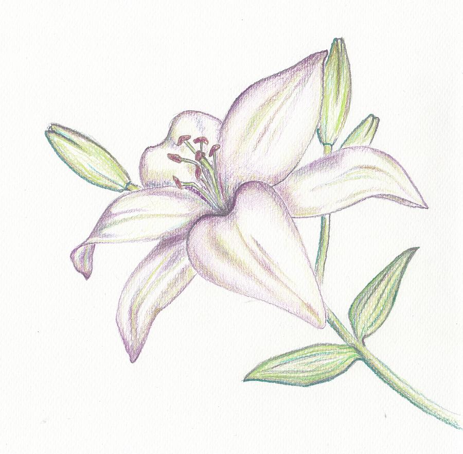 900x882 Lilies Drawing