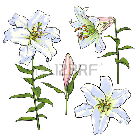 450x450 Set Of Hand Drawn White Lily Flowers In Side And Top View, Sketch