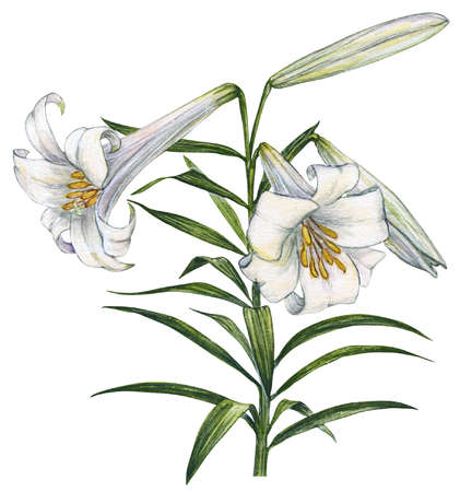 421x450 Stock Illustration