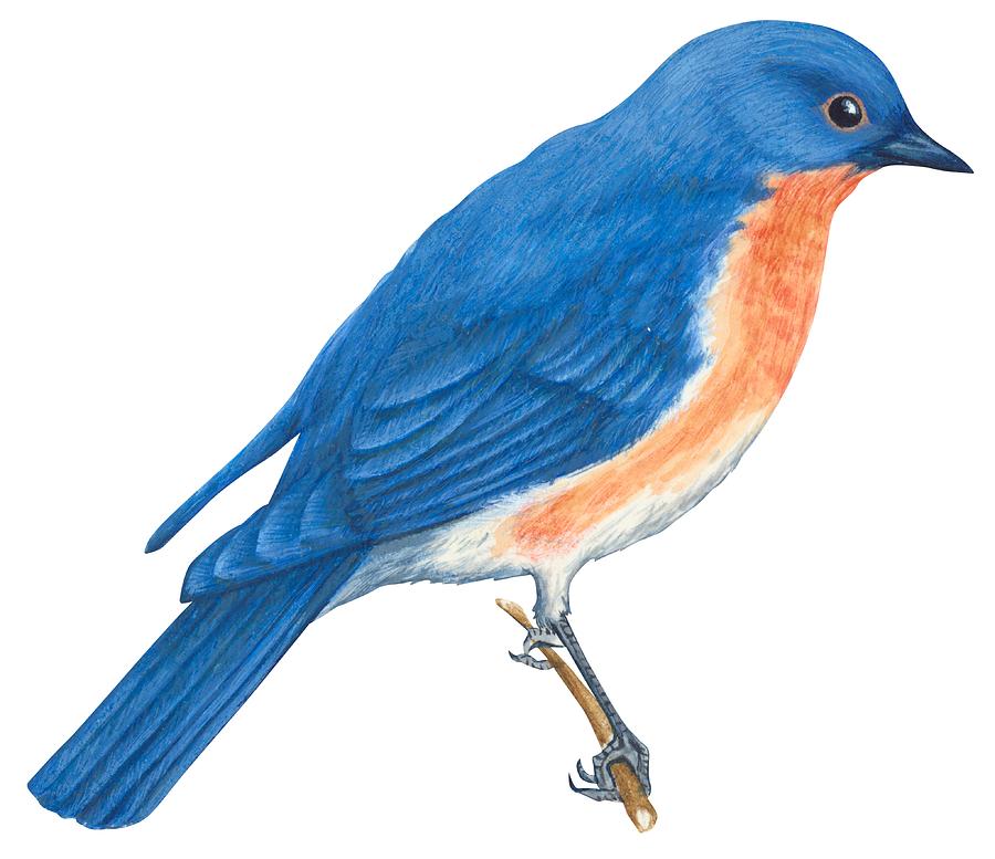 900x777 Eastern Bluebird Drawing By Anonymous