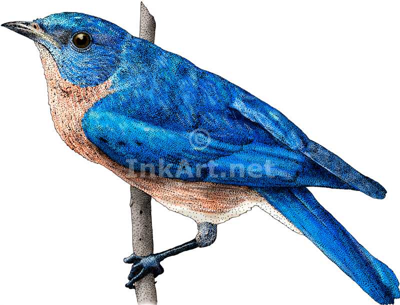 800x610 Eastern Bluebird Stock Art Illustration