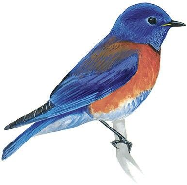 Eastern Bluebird Drawing at GetDrawings | Free download