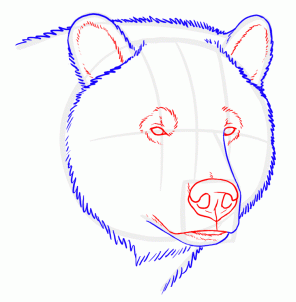 296x302 How To Draw Grizzly Bears Step 3 Art Big Noses