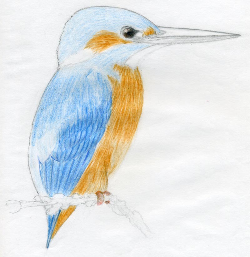 800x823 How To Draw A Bird And What You Need To Know