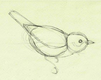 347x275 How To Draw Birds And Master Feathers In 4 Simple Steps Mark