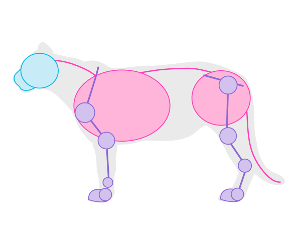 600x452 How To Draw Animals Big Cats, Their Anatomy And Patterns