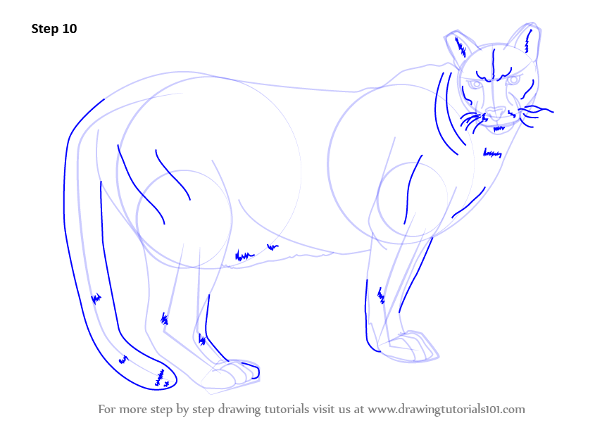 Easy Cougar Drawing at GetDrawings | Free download