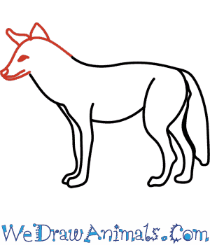Easy Coyote Drawing at GetDrawings | Free download