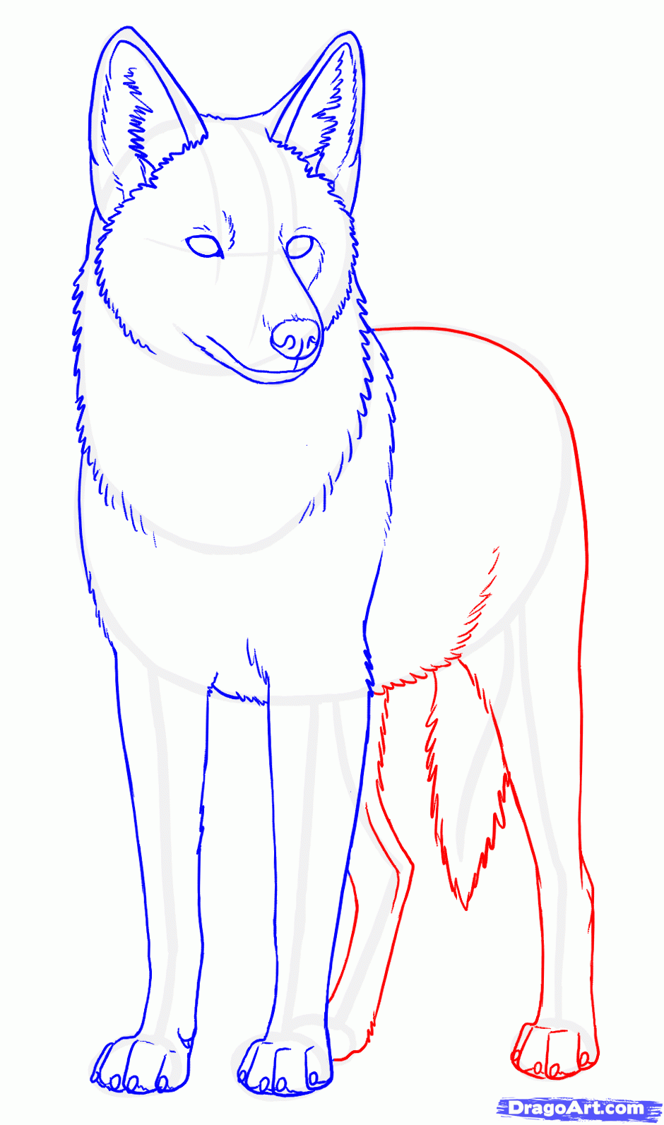 940x1593 How To Draw Coyotes, Prairie Wolf Step 9 I Am