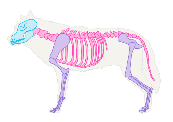 600x424 How To Draw Animals Dogs And Wolves, And Their Anatomy