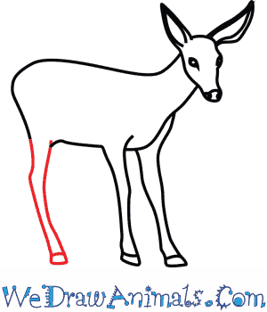300x350 How To Draw A Mule Deer