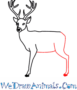 300x350 Deer 09.png