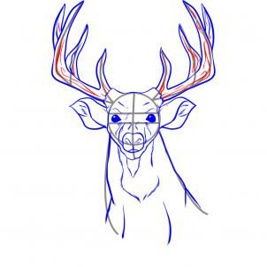 302x302 How To Draw A Realistic Deer Step 5 Animals Deer
