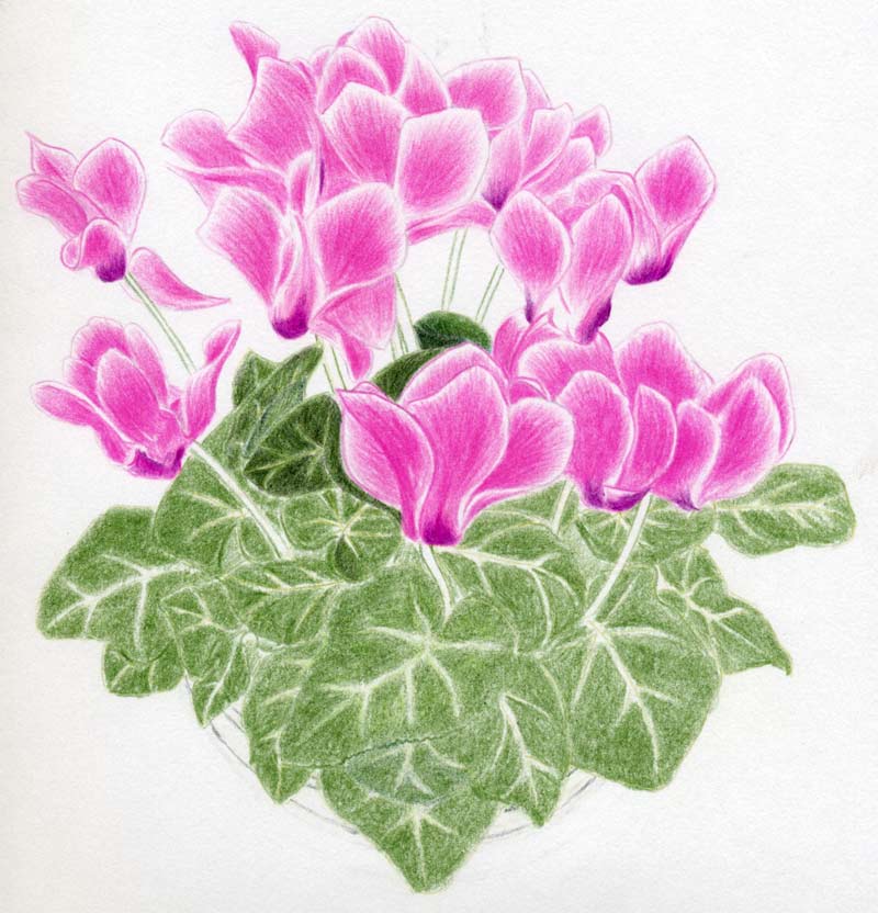 800x832 To Draw Cyclamen