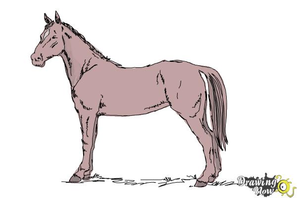 600x400 How To Draw An Easy Horse