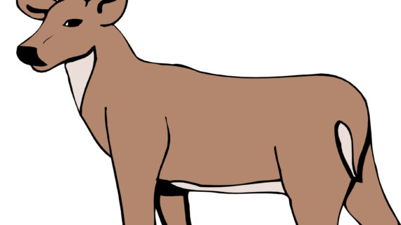 570x320 Cartoon Drawing Of A Deer Deer Baby
