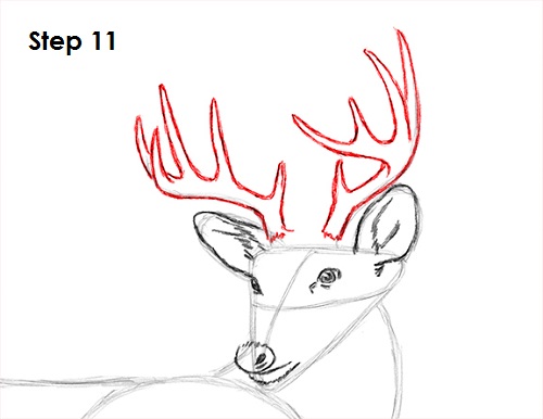 500x386 How To Draw A White Tailed Deer