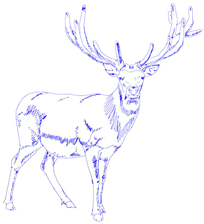 400x439 How To Draw A Deer