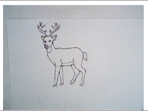 480x360 How To Draw A Deer (Simple Drawing, Tutorial)
