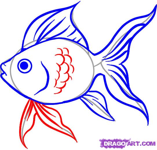 542x519 Goldfish Drawing