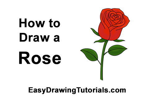 500x315 How To Draw A Rose