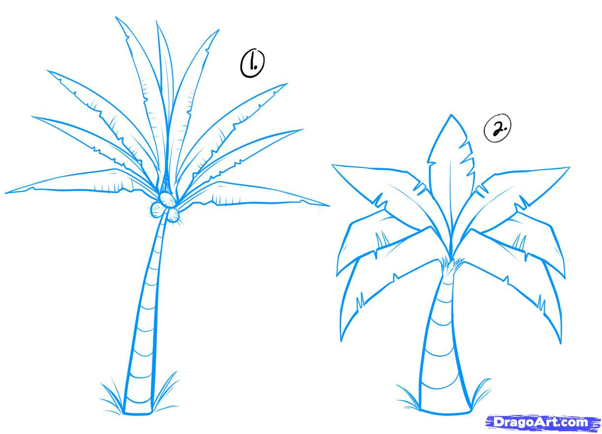 1223x882 Palm Tree Easy Drawing How To Draw Palm Trees, Step By Step, Trees
