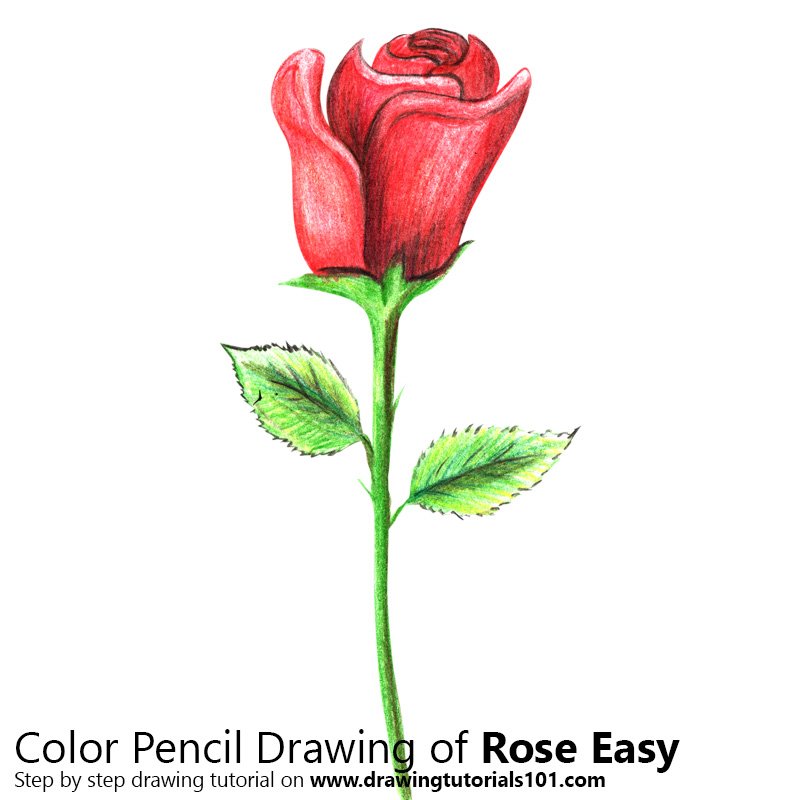800x800 Rose Easy Colored Pencils