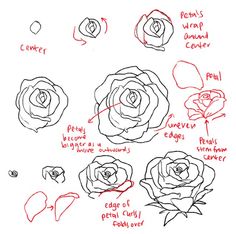 236x234 Photos Rose Tutorial Drawing,