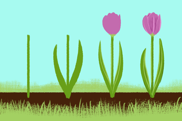 600x400 Spring Drawings How To Draw Simple Flowers