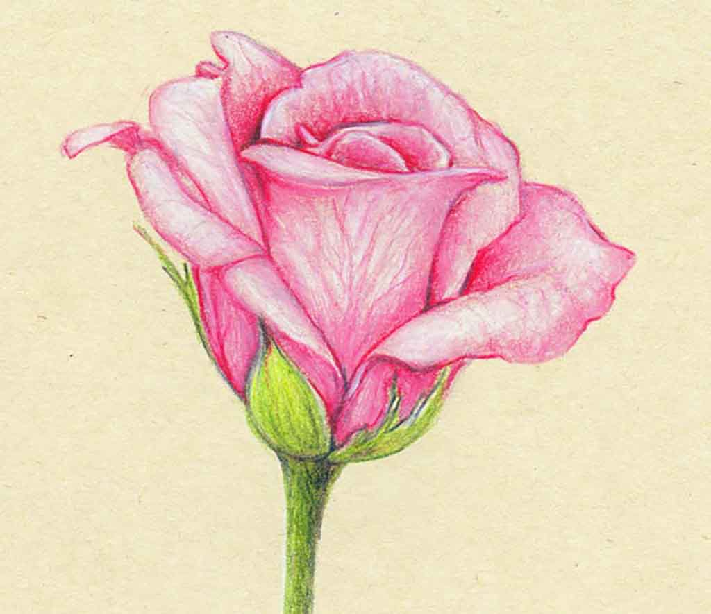 1024x885 Easy Flower Drawings With Color