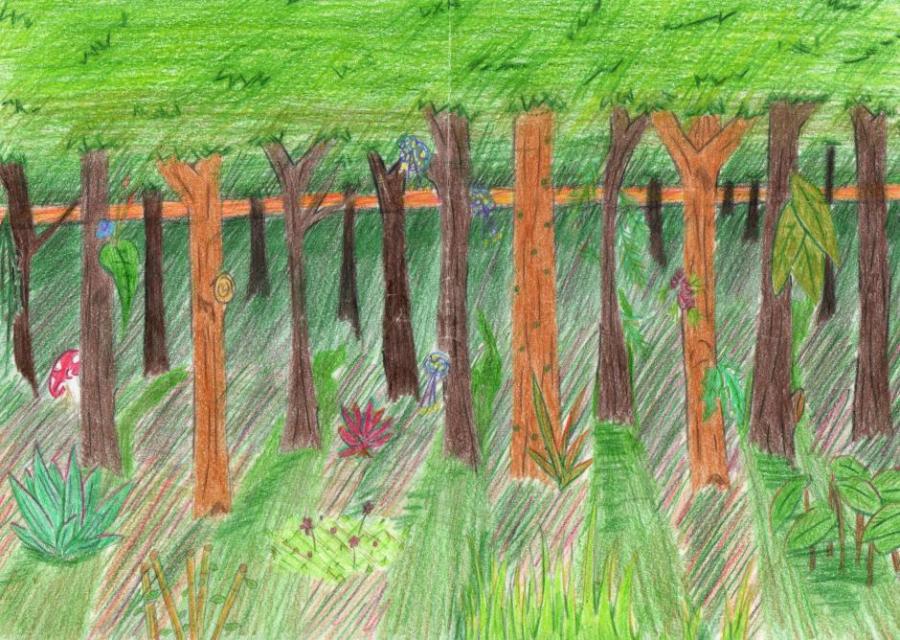 900x640 Forest. Nature. Drawings. Pictures. Drawings Ideas For Kids. Easy