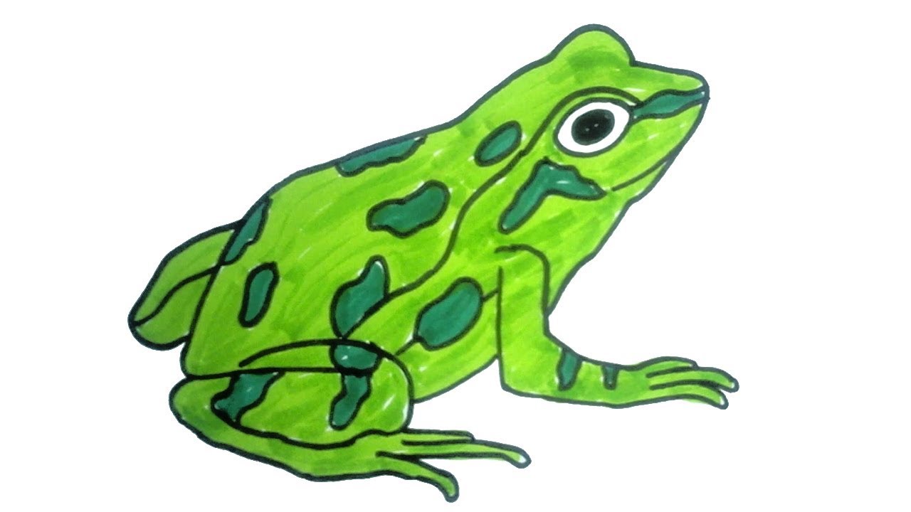 Great How To Draw A Frog For Kids in 2023 Learn more here | howdrawart5